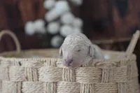 SKY, a male Goldendoodle for sale in Orlando, FL – Photo 5 of 7