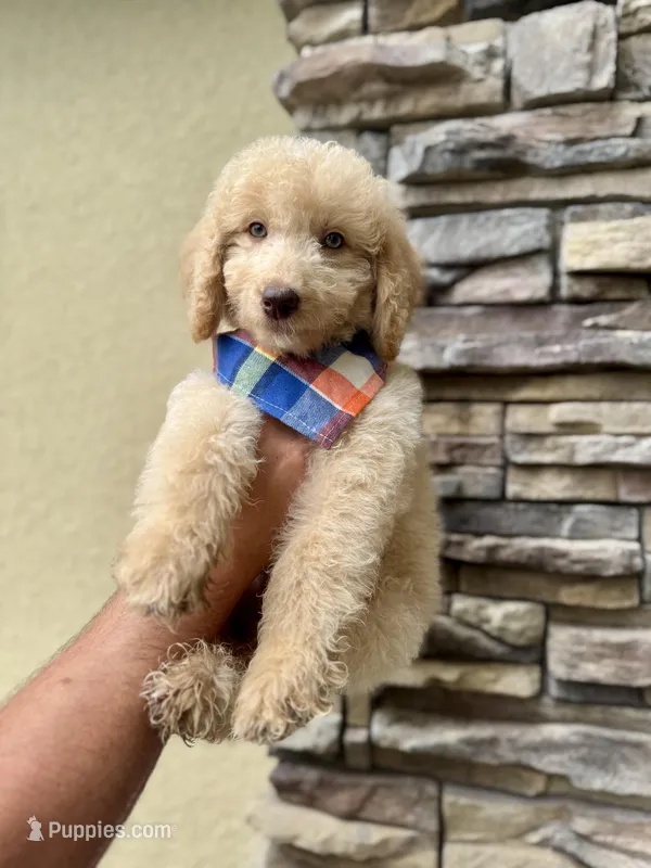 SKY, a male Goldendoodle for sale in Orlando, FL – Photo 1 of 7