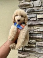 SKY, a male Goldendoodle for sale in Orlando, FL – Photo 1 of 7