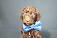 BENNY, a male Goldendoodle for sale in Orlando, FL – Photo 2 of 4