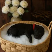 BENNY, a male Goldendoodle for sale in Orlando, FL – Photo 3 of 4