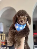 BENNY, a male Goldendoodle for sale in Orlando, FL – Photo 1 of 4