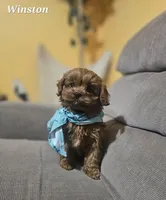 Winston, a male Cavapoo for sale in Sarasota, FL – Photo 2 of 10