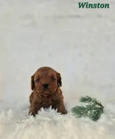 Winston, a male Cavapoo for sale in Sarasota, FL – Photo 7 of 10