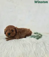 Winston, a male Cavapoo for sale in Sarasota, FL – Photo 10 of 10