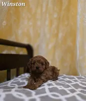 Winston, a male Cavapoo for sale in Sarasota, FL – Photo 5 of 10