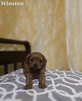 Winston, a male Cavapoo for sale in Sarasota, FL – Photo 3 of 10