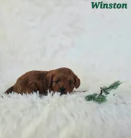 Winston, a male Cavapoo for sale in Sarasota, FL – Photo 6 of 10