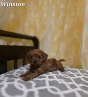 Winston, a male Cavapoo for sale in Sarasota, FL – Photo 4 of 10