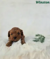 Winston, a male Cavapoo for sale in Sarasota, FL – Photo 9 of 10