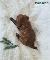 Winston, a male Cavapoo for sale in Sarasota, FL – Photo 8 of 10