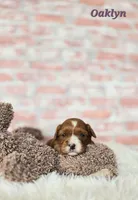 Oaklyn , a female Cavapoo for sale in Sarasota, FL – Photo 2 of 5