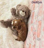 Oaklyn , a female Cavapoo for sale in Sarasota, FL – Photo 5 of 5