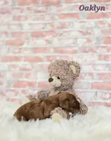 Oaklyn , a female Cavapoo for sale in Sarasota, FL – Photo 4 of 5