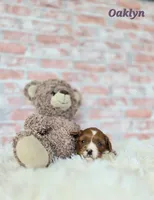 Oaklyn , a female Cavapoo for sale in Sarasota, FL – Photo 3 of 5