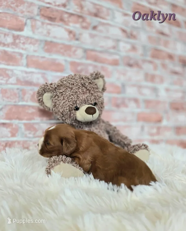 Oaklyn  – Cavapoo puppy for sale in Sarasota, FL