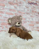 Oaklyn , a female Cavapoo for sale in Sarasota, FL – Photo 1 of 5