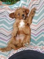 Sebastian, a male Cavapoo for sale in Sarasota, FL – Photo 1 of 6