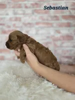 Sebastian, a male Cavapoo for sale in Sarasota, FL – Photo 6 of 6