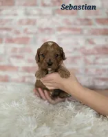 Sebastian, a male Cavapoo for sale in Sarasota, FL – Photo 3 of 6