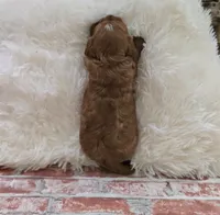 Sebastian, a male Cavapoo for sale in Sarasota, FL – Photo 5 of 6