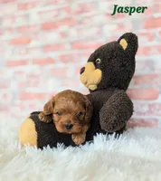 Jasper, a male Cavapoo for sale in Sarasota, FL – Photo 2 of 5