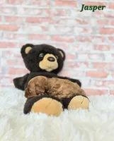 Jasper, a male Cavapoo for sale in Sarasota, FL – Photo 4 of 5