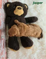 Jasper, a male Cavapoo for sale in Sarasota, FL – Photo 3 of 5