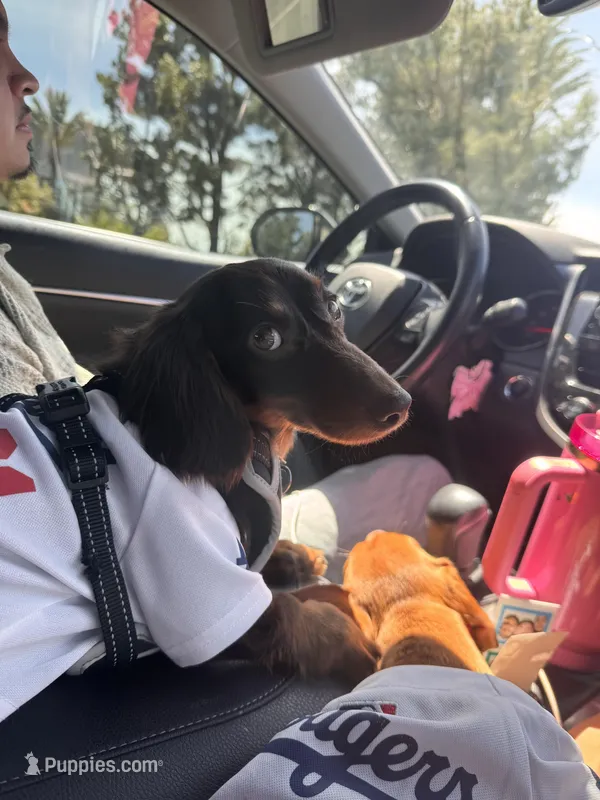Benji – Miniature Dachshund puppy for sale in Ontario, CA