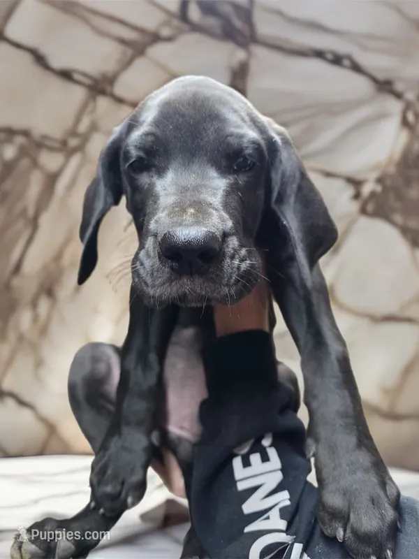 Black Boy – Great Dane puppy for sale in Rochester, NH