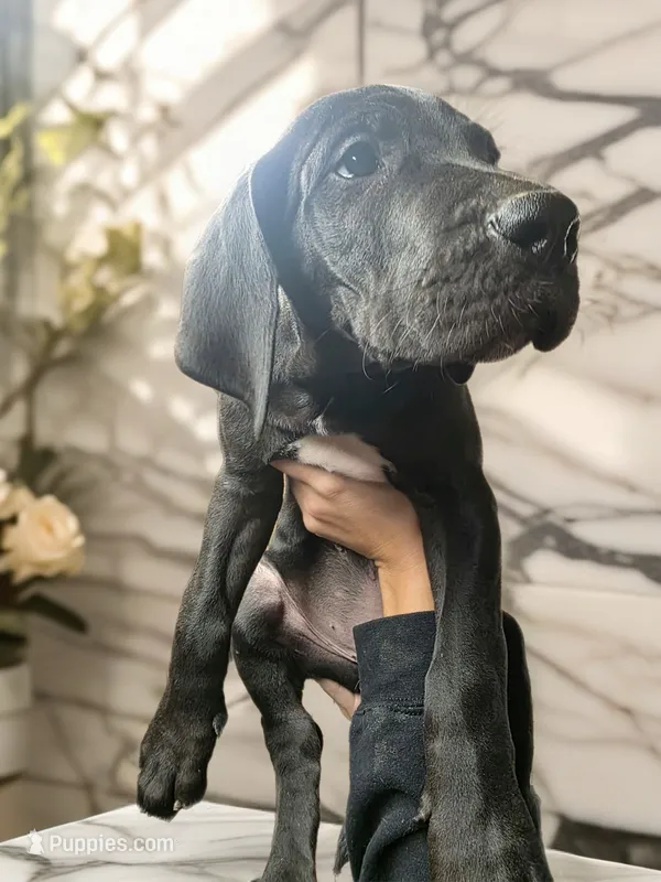 Black Boy White Toes – Great Dane puppy for sale in Rochester, NH