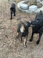 Rocky, a male German Shepherd Dog for sale in Raleigh, NC – Photo 5 of 6