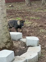 Rocky, a male German Shepherd Dog for sale in Raleigh, NC – Photo 2 of 6