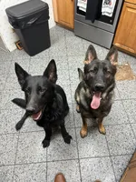 Rocky, a male German Shepherd Dog for sale in Raleigh, NC – Photo 6 of 6