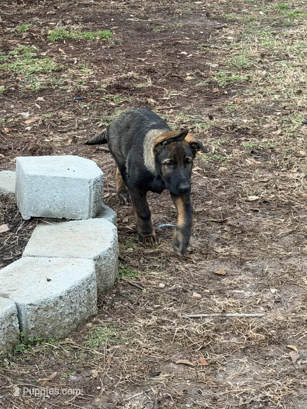 Rocky, a male German Shepherd Dog for sale in Raleigh, NC – Photo 1 of 6