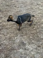 Rocky, a male German Shepherd Dog for sale in Raleigh, NC – Photo 4 of 6