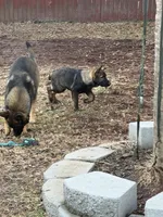 Rocky, a male German Shepherd Dog for sale in Raleigh, NC – Photo 3 of 6