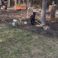 Big Zeus, a male German Shepherd Dog for sale in Raleigh, NC – 2 of 4