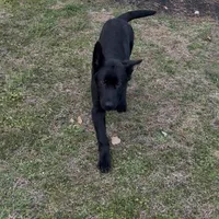 Big Zeus, a male German Shepherd Dog for sale in Raleigh, NC – 1 of 4