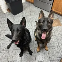 Big Zeus, a male German Shepherd Dog for sale in Raleigh, NC – 4 of 4