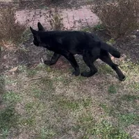 Big Zeus, a male German Shepherd Dog for sale in Raleigh, NC – 3 of 4