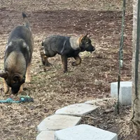 Rocky, a male German Shepherd Dog for sale in Raleigh, NC – Photo 4 of 6