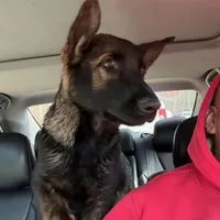 Rocky, a male German Shepherd Dog for sale in Raleigh, NC – Photo 2 of 6