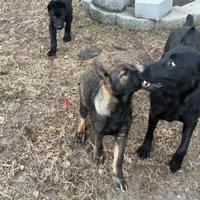 Rocky, a male German Shepherd Dog for sale in Raleigh, NC – Photo 3 of 6