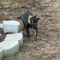 Rocky, a male German Shepherd Dog for sale in Raleigh, NC – Photo 5 of 6