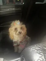 Coco, a female Poodle - Toy  for sale in Houston, TX – Photo 2 of 3