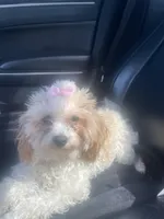 Coco, a female Poodle - Toy  for sale in Houston, TX – Photo 1 of 3