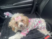 Coco, a female Poodle - Toy  for sale in Houston, TX – Photo 3 of 3