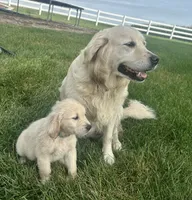 Blue Boy, a male English Cream Golden Retriever for sale in Dyersville, IA – 5 of 6
