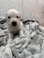 processed/408f008d-a439-46e5-abc1-dceb7ade8c5f/listing/14c372e4-1cc6-4a3b-96f2-966a3e46ffb4/03bff994-12f9-4da7-9cc8-f86fd2f0e87e